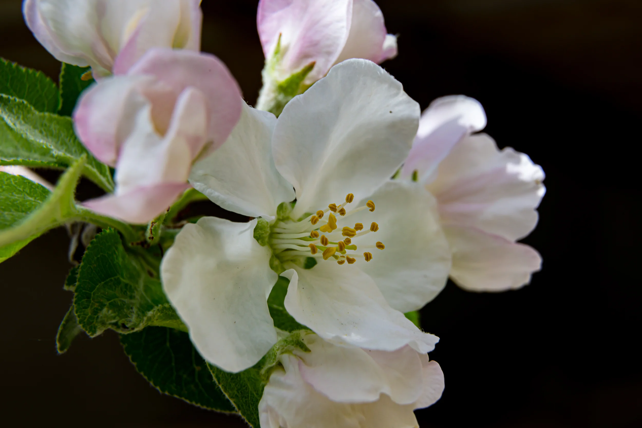 Bloom. Apple tree. Spring 2023