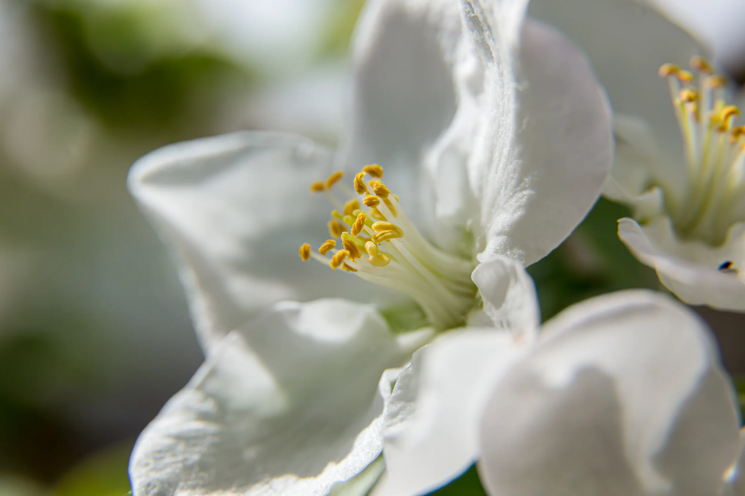 Bloom. Apple tree. Spring 2023