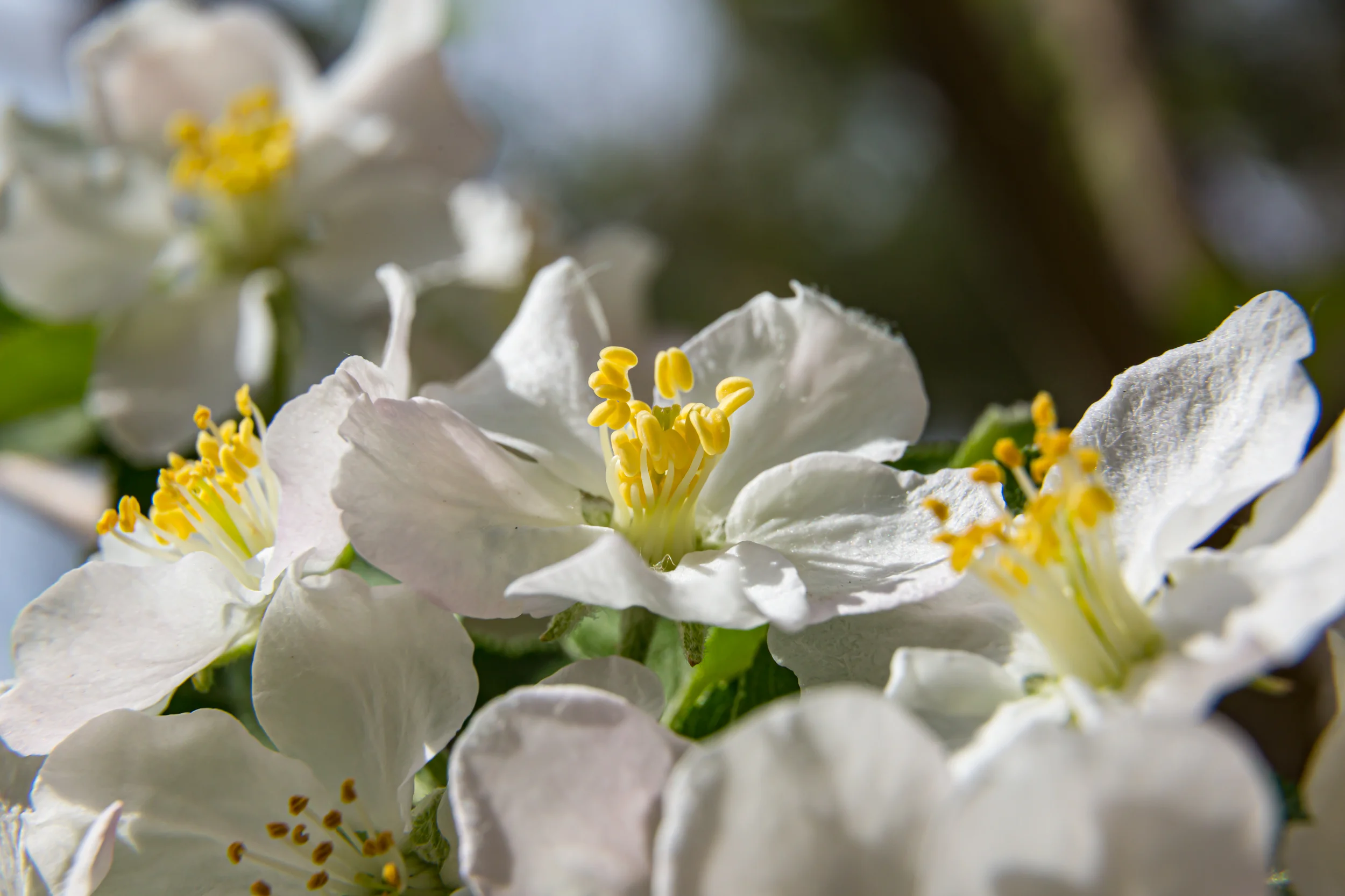 Bloom. Apple tree. Spring 2023